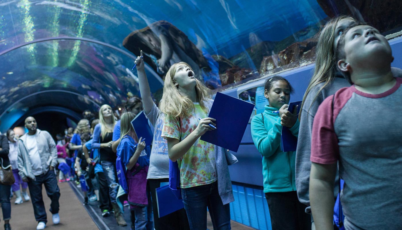 Best Aquariums That Are Worth Taking the Plunge For
